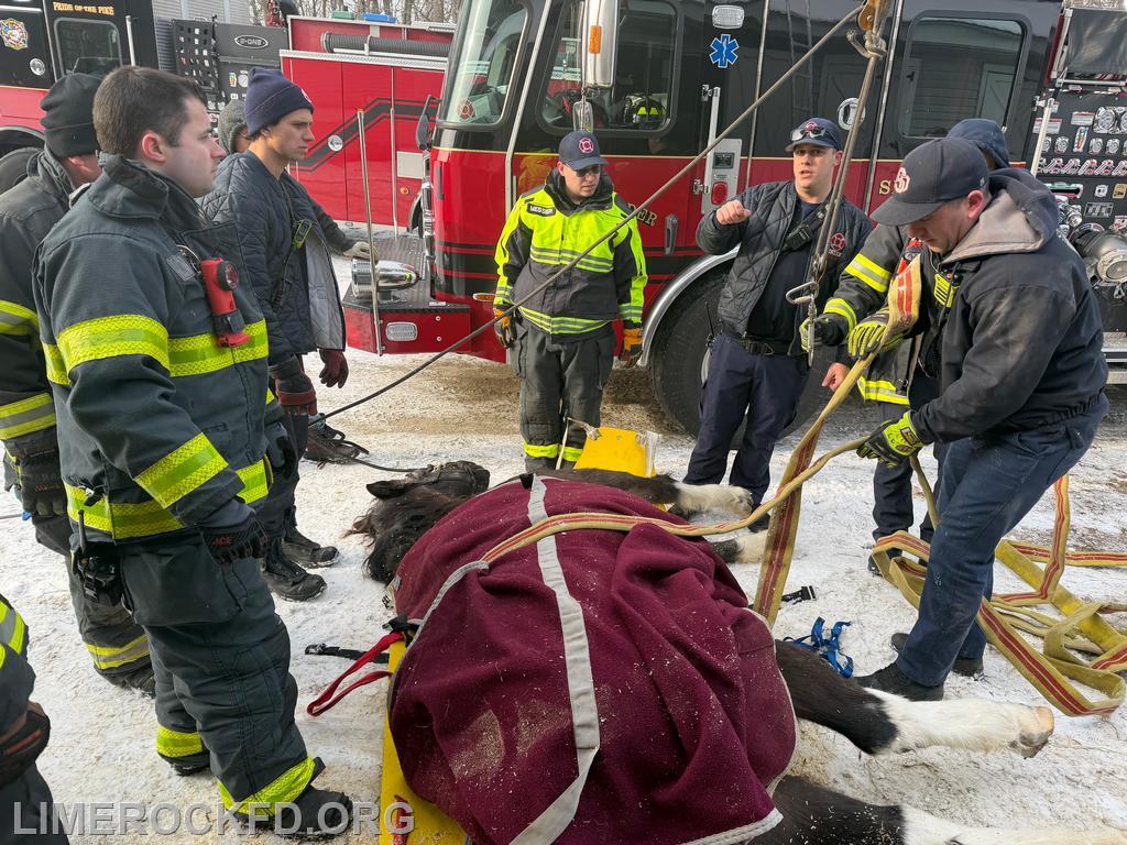 Horse Rescue with Horse sling working with Smithfield FD